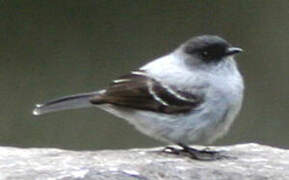 Torrent Tyrannulet