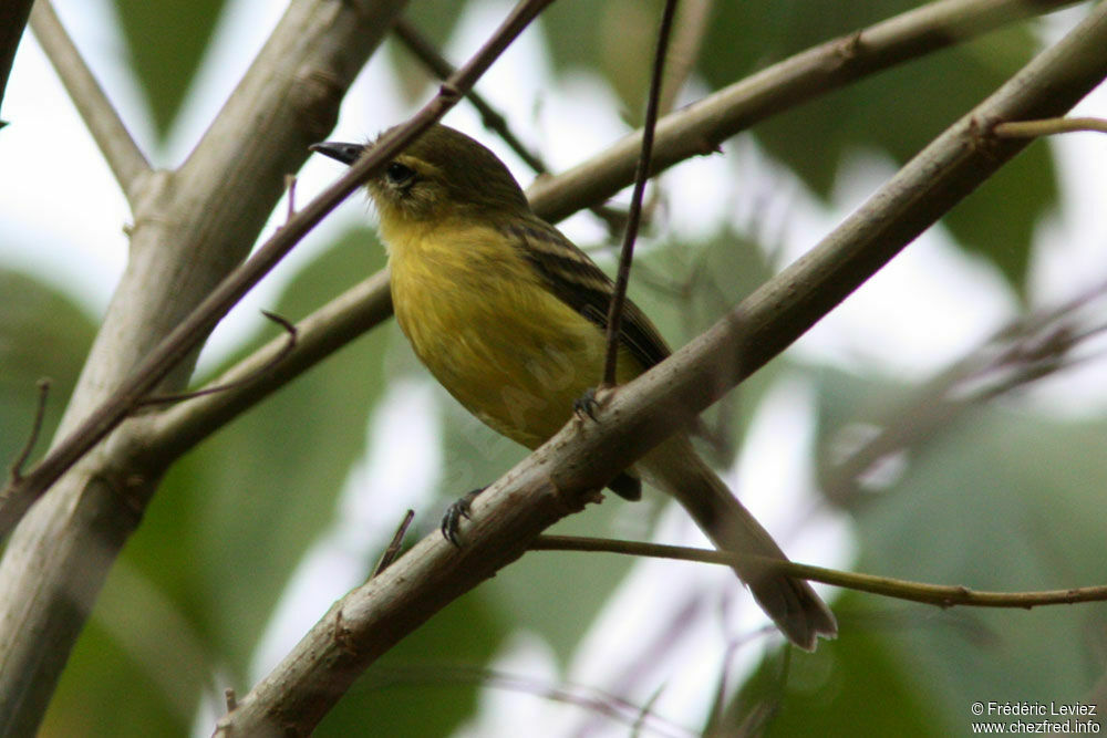 Yellow Tyrannuletadult, identification