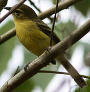 Yellow Tyrannulet