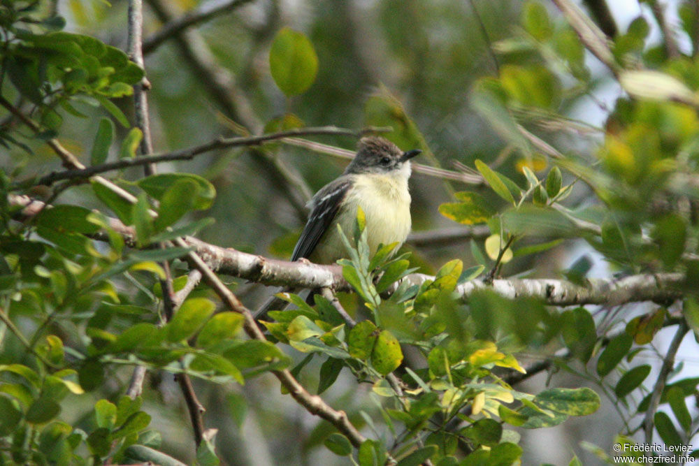 Southern Beardless Tyrannulet