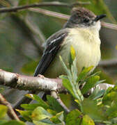 Southern Beardless Tyrannulet