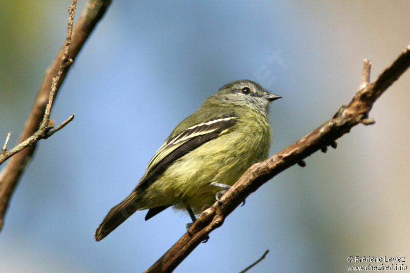 Yellow-crowned Tyrannuletadult