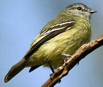 Yellow-crowned Tyrannulet