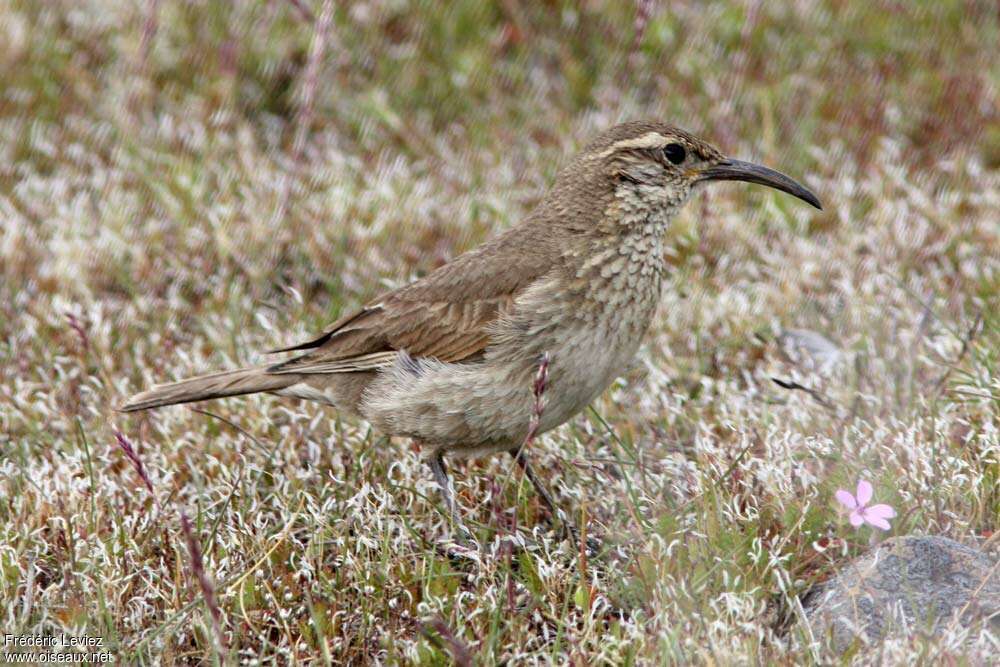 Scale-throated Earthcreeperadult, habitat, pigmentation, fishing/hunting