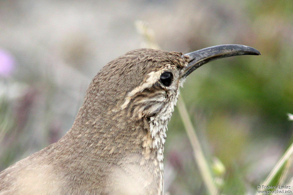 Scale-throated Earthcreeperadult