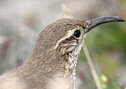 Scale-throated Earthcreeper