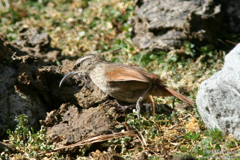 Upucerthie striéeadulte