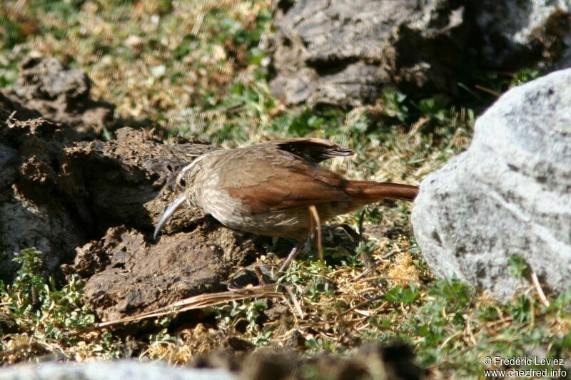 Striated Earthcreeperadult