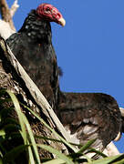 Turkey Vulture