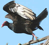 Turkey Vulture