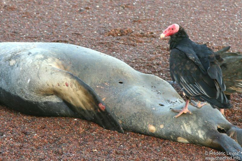 Urubu à tête rougeadulte