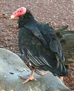 Turkey Vulture