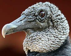 Black Vulture