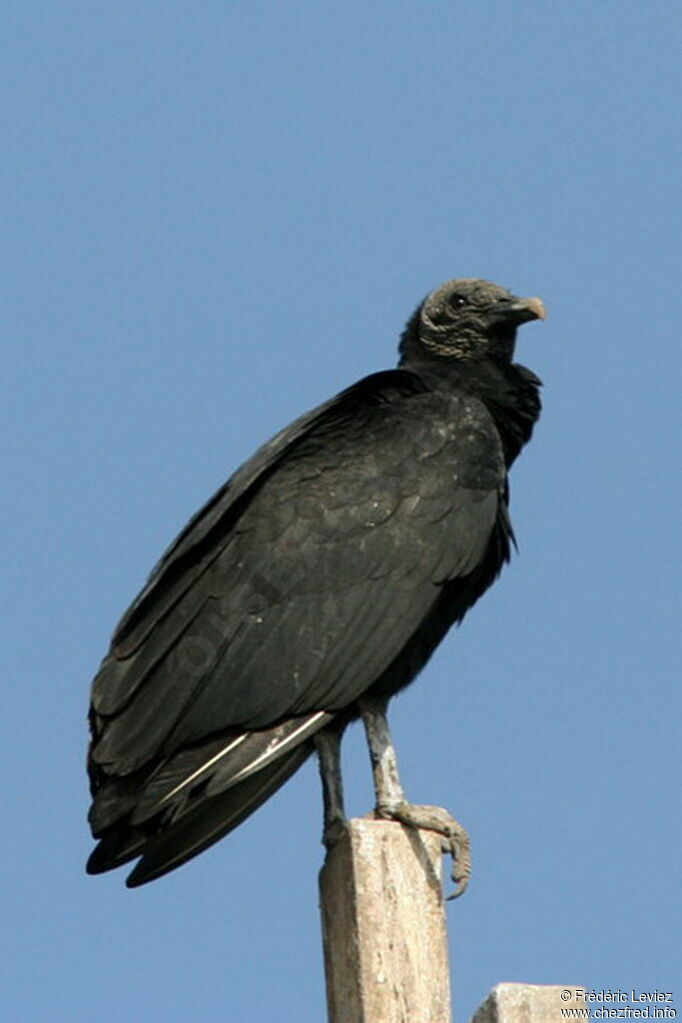 Black Vulture