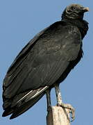 Black Vulture