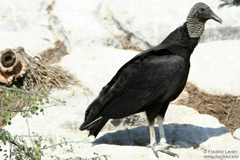 Black Vultureadult