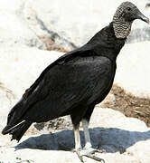 Black Vulture