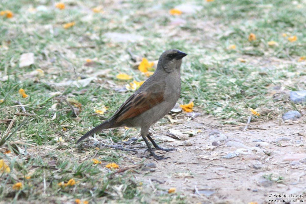 Greyish Baywingadult, identification