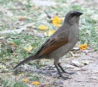 Greyish Baywing