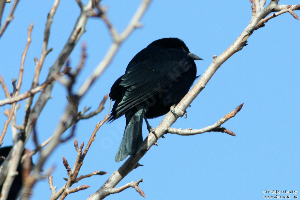 Vacher criardadulte, identification