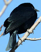 Screaming Cowbird