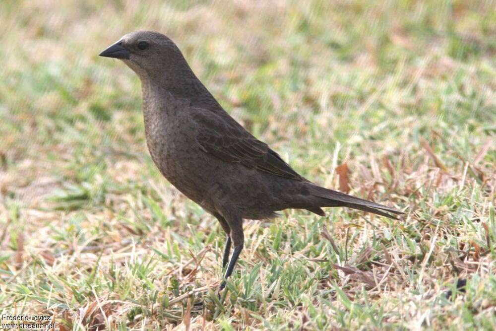 Shiny Cowbird female adult, pigmentation, Behaviour