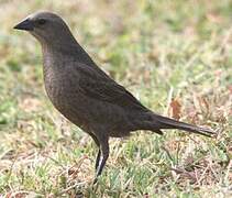 Shiny Cowbird