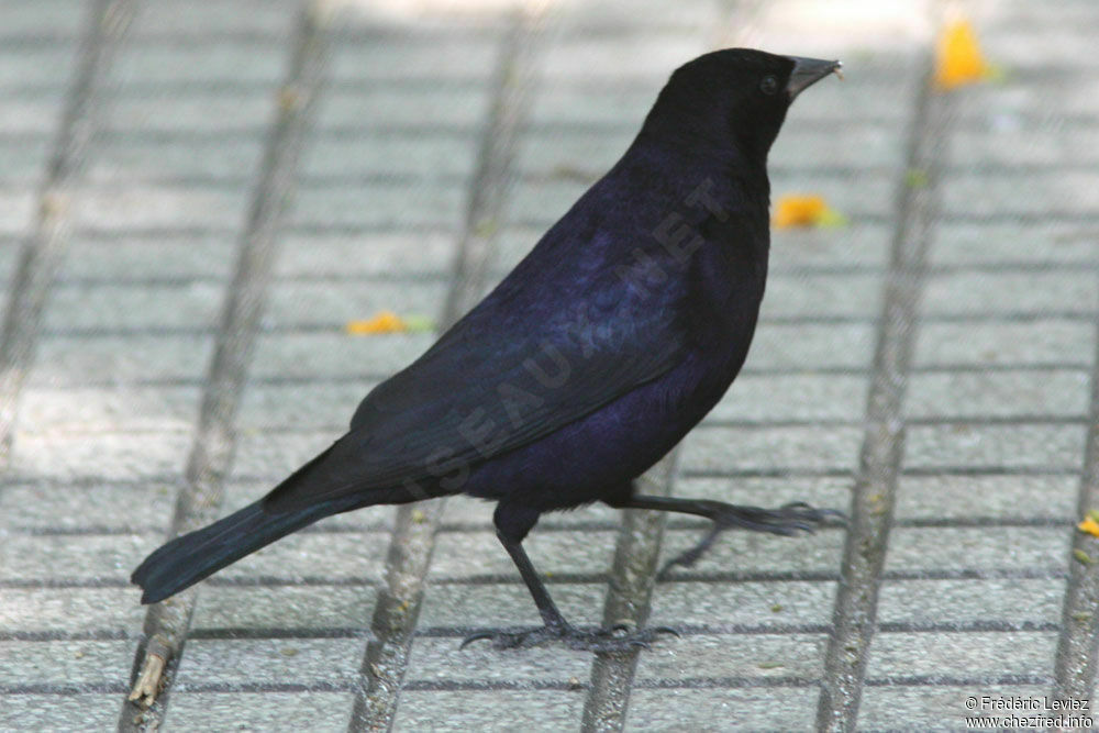 Shiny Cowbird male adult, identification