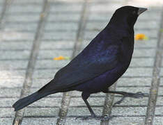 Shiny Cowbird