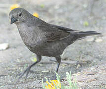 Shiny Cowbird