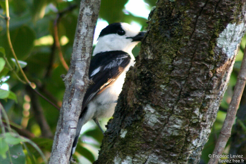 Vanga écorcheuradulte