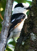 Hook-billed Vanga