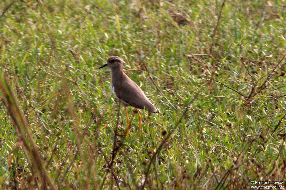 Vanneau à queue blanche, identification