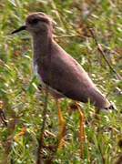 White-tailed Lapwing