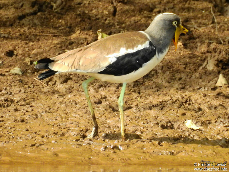 White-crowned Lapwingadult, identification, close-up portrait, walking