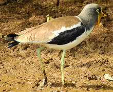 White-crowned Lapwing