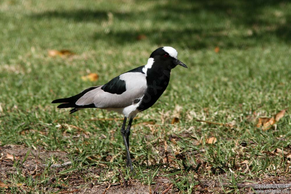 Blacksmith Lapwingadult, identification