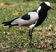 Blacksmith Lapwing