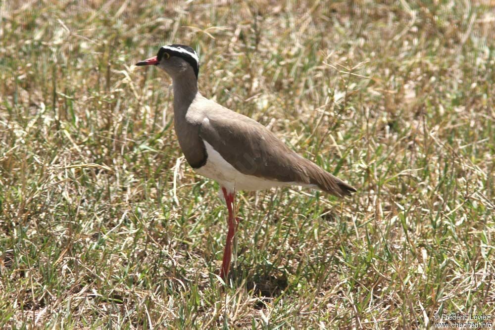 Vanneau couronnéadulte, identification