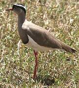 Crowned Lapwing