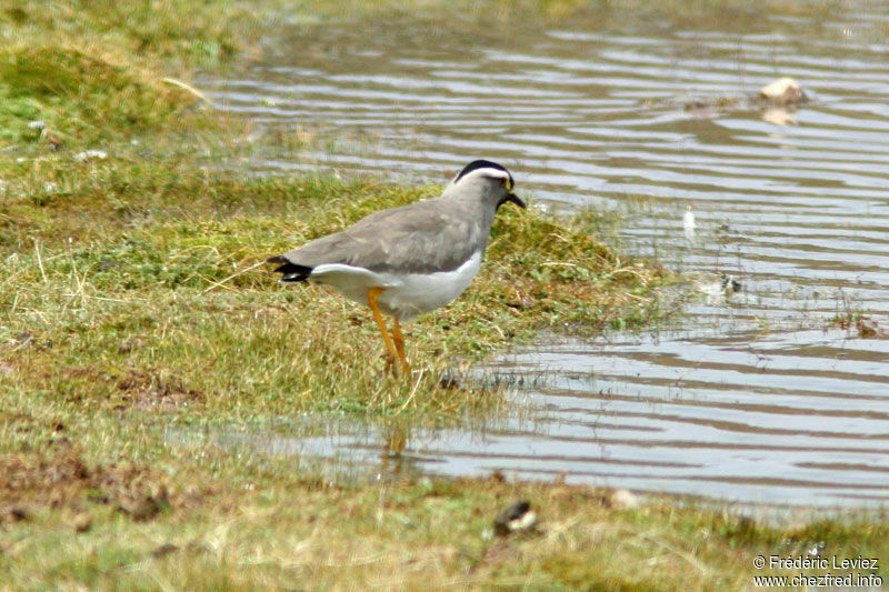 Vanneau d'Abyssinieadulte