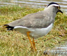 Spot-breasted Lapwing