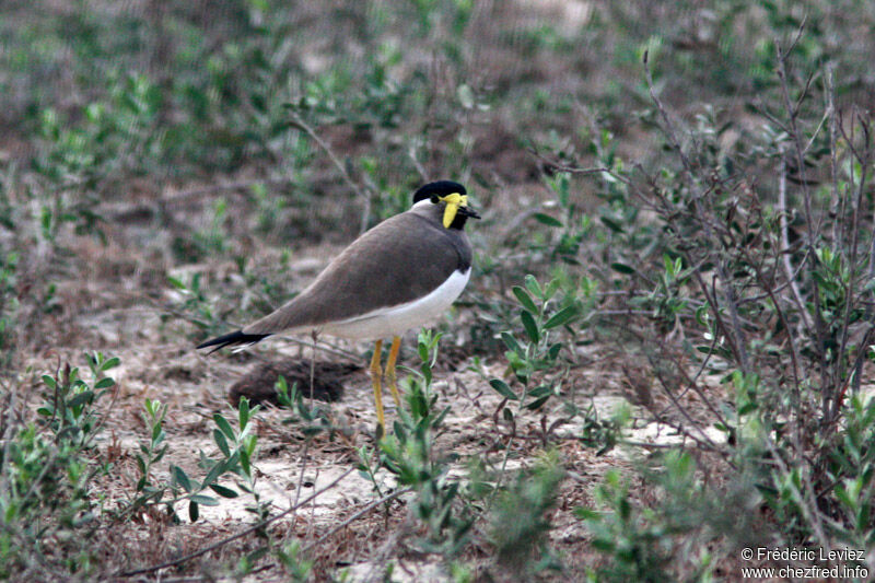 Yellow-wattled Lapwingadult, identification