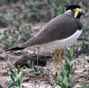 Yellow-wattled Lapwing