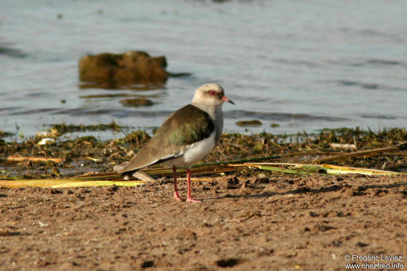 Andean Lapwingadult