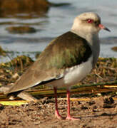 Andean Lapwing