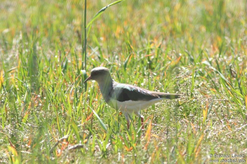 Andean Lapwingadult