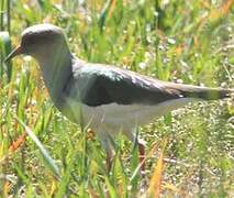 Andean Lapwing