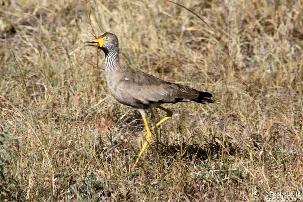 Vanneau du Sénégaladulte, identification