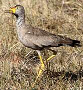 African Wattled Lapwing